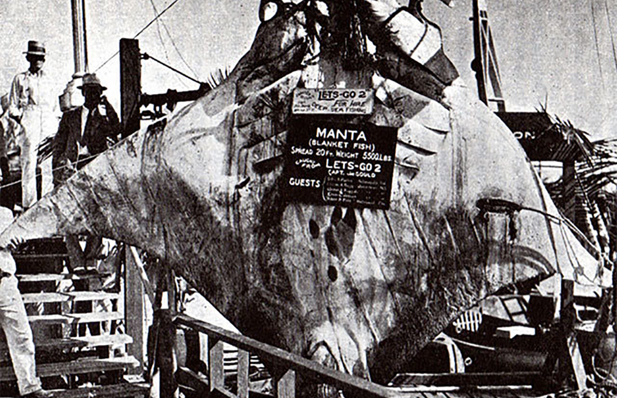 Jay Gould of Hollywood, Florida landed this 5,500-pound manta ray in 1933. It may be the biggest fish ever hooked and landed. (Photo courtesy of Fishes and Fishing in Louisiana)