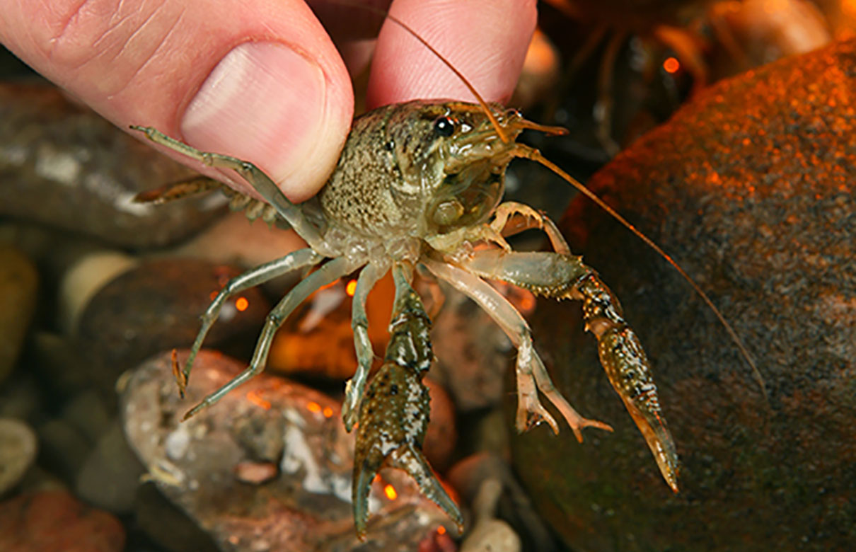 Crawfish is an awesome bait to use if fishing in rivers or creeks. (Photo courtesy of GameandFishMag.com)