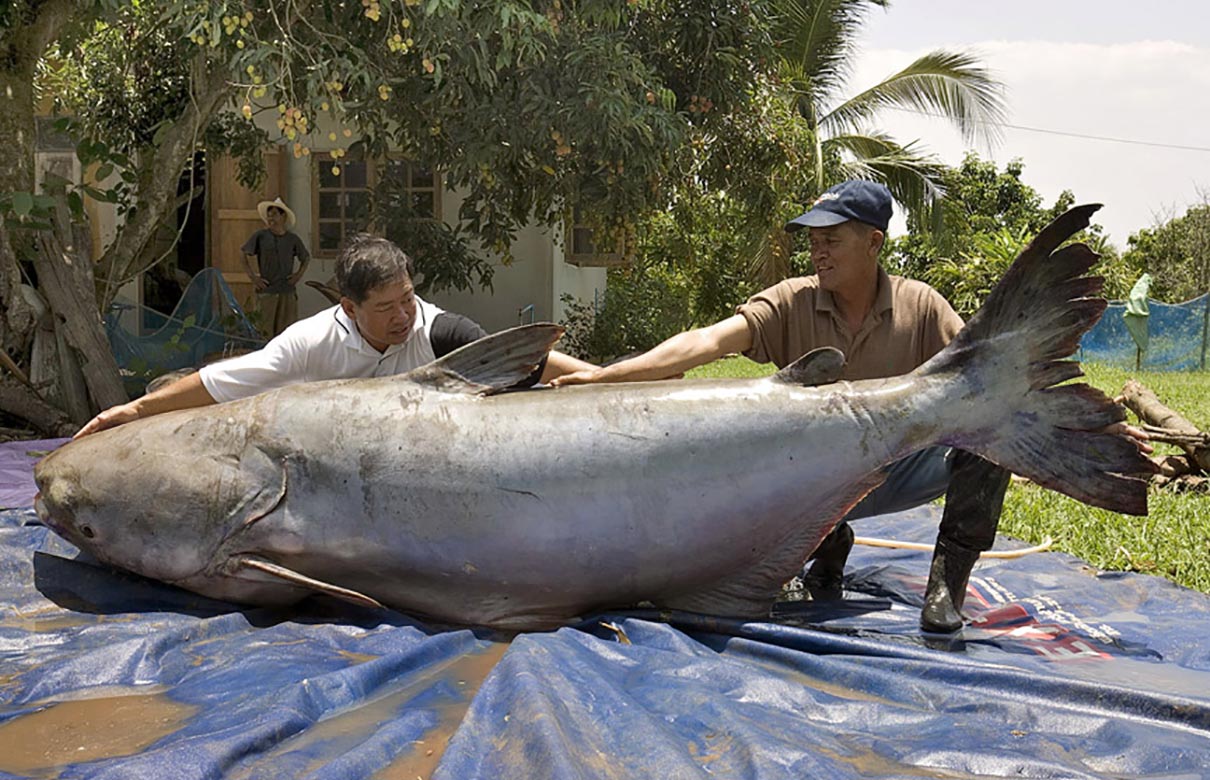 The facts about catfish often are even more astounding than the legends, like the story of this 646-pound Mekong giant catfish landed in Thailand. (Photo courtesy of Zeb Hogan)