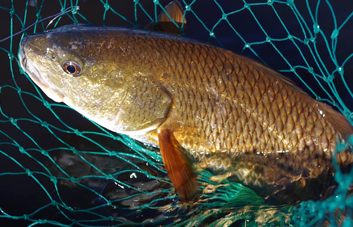 If your Louisiana fishing buddy says he wants to take you fishing for poisson rouge, will you know what he's talking about? The language of fishing is different in the Bayou State. (Photo by Keith Sutton)