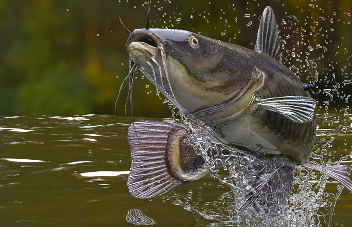 Finding habitat that attracts feeding catfish is the best way to zero in on lake and reservoir catfish. (Photo courtesy of In-Fisherman.com)