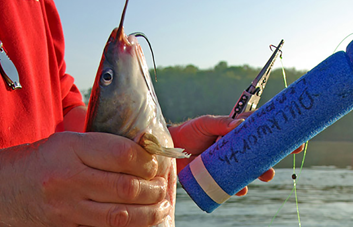 Want to make your fishing even more fun? Try making some of your own fishing gear, like some pool-noodle catfishing ''jugs,'' using the simple instructions outlined below. (Keith Sutton photo)