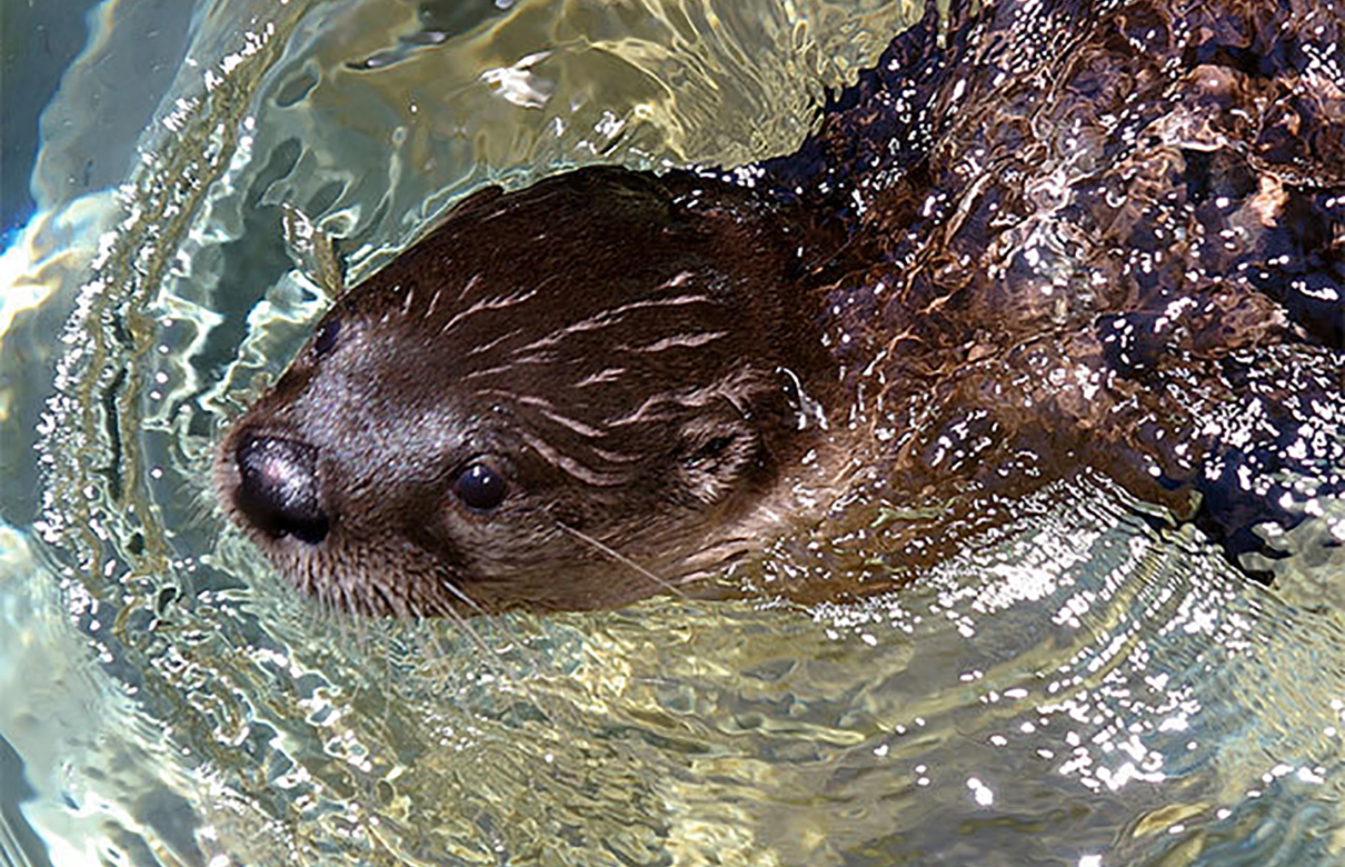 Fishermen have devised some very unusual ways to catch fish, including fishing with tame otters. (Photo courtesy of Keith Sutton)