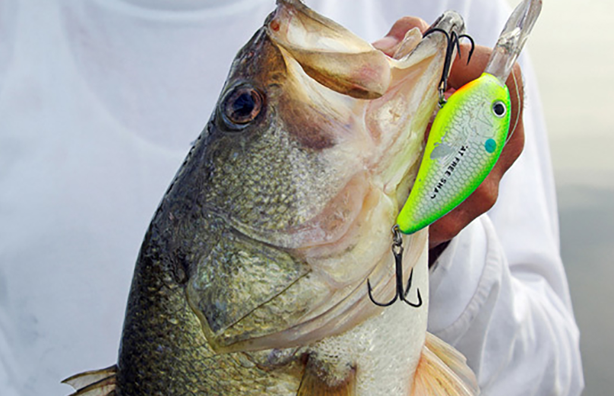 Knowing what crankbait to use will help you catch more bass. (Photo courtesy of Keith ''Catfish'' Sutton)