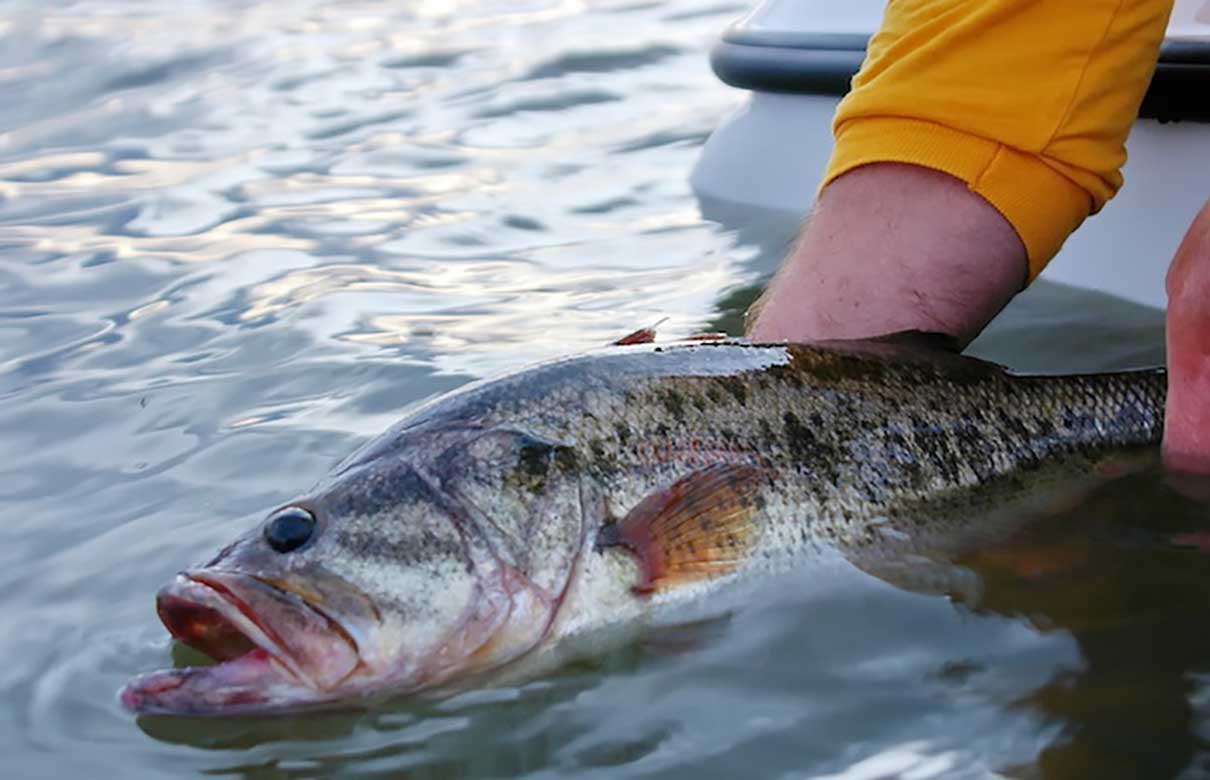 Want to catch big bass like this? Don't be afraid to ask questions when you need help. Questions like these. (Keith Sutton photo)