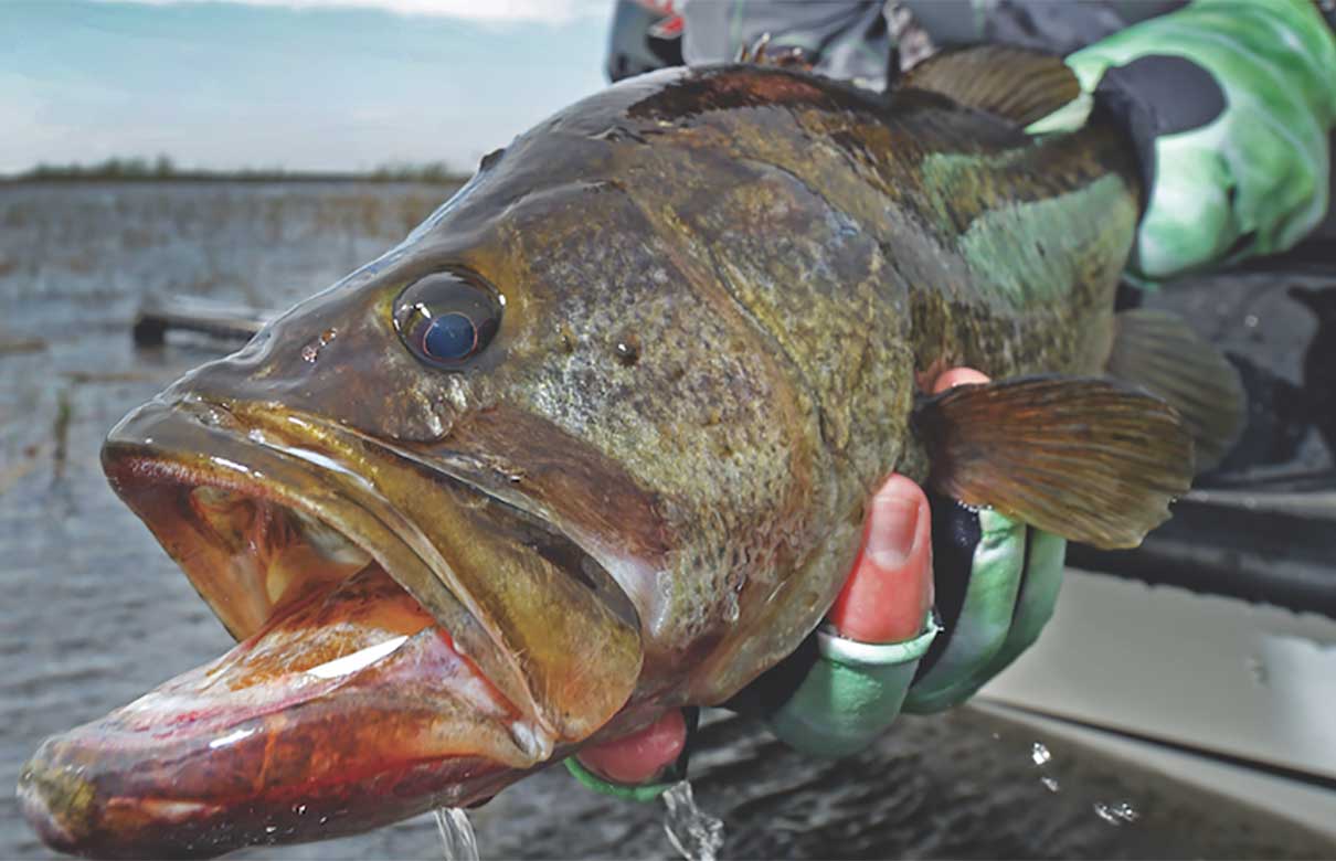 Fishing the pre-spawn time period ultimately means adopting flexible tactics to follow and fool bass. (Ron Sinfelt photo)