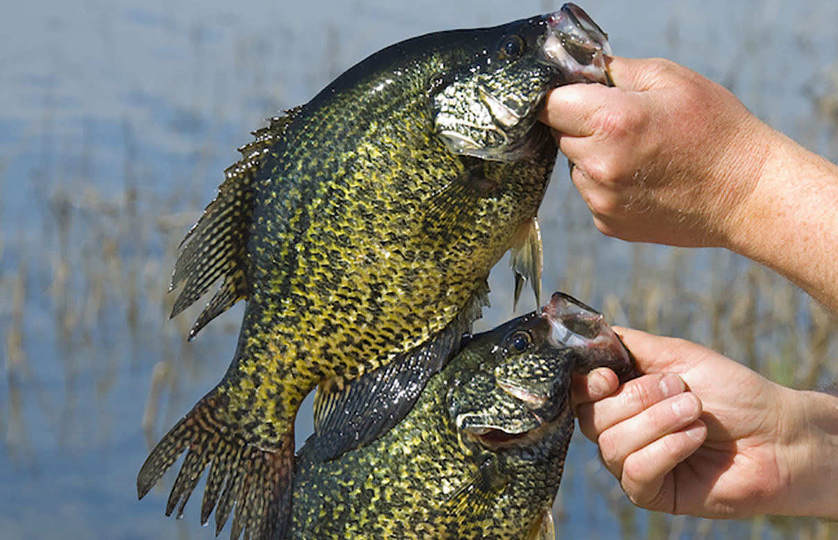 Crappie fishing is heating up all across the country. (Photo courtesy of GameandFishMag.com)