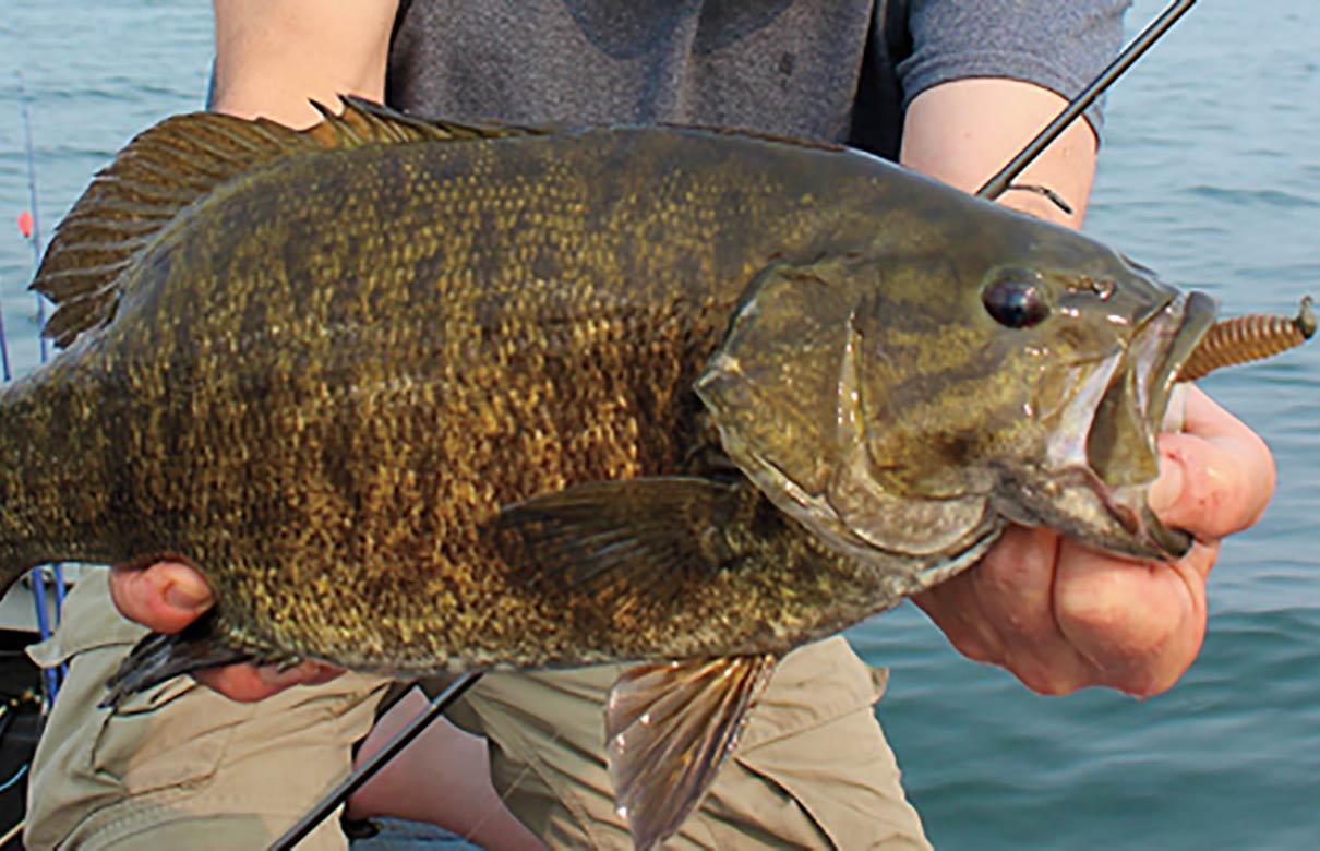 Grubs are some of the most effective plastic baits for smallmouth bass fishing. (Photo courtesy of Matt Straw)