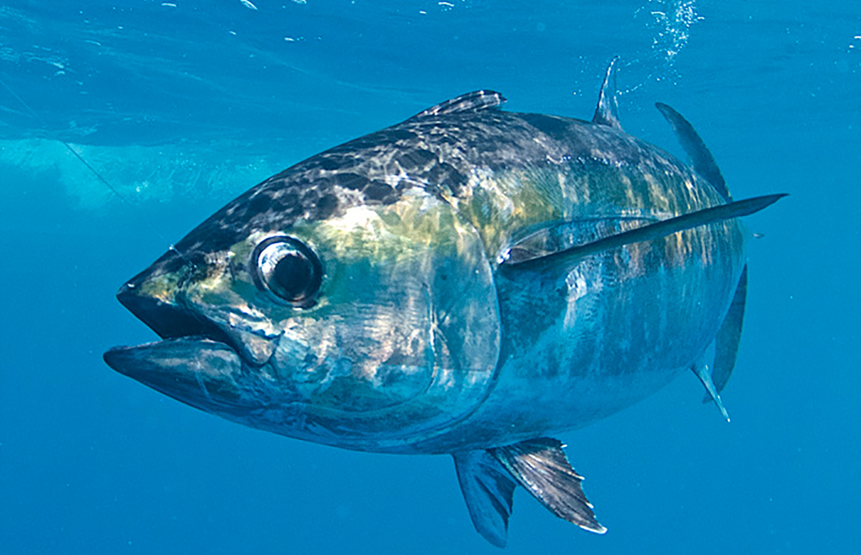 Despite being smaller than bluefin and yellowfin, blackfin tuna are hard fighting fish for their size. (Photo courtesy of FloridaSportsman.com)