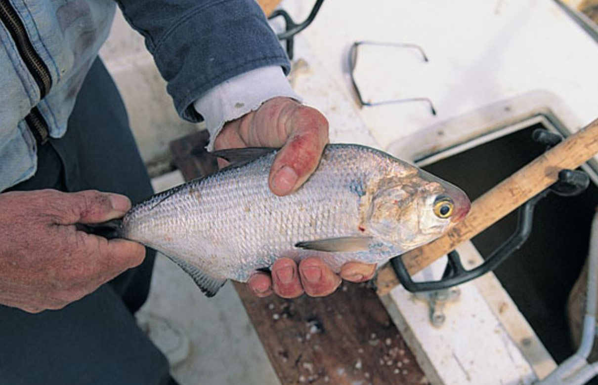 Learning how to fish big baits can help you catch massive catfish. (Photo courtesy of Brook Martin)