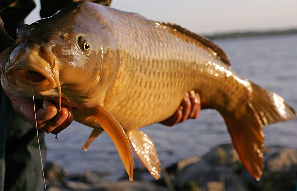 There is a huge variety of bait options for carp, so let us help you nail down the best one! (Photo courtesy of In-Fisherman)