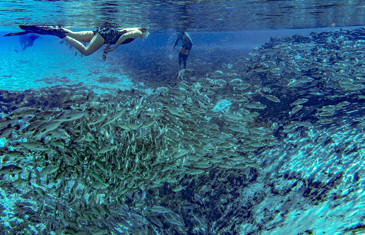 Divers marvel at the striped bass and hybrids at Silver Glen Springs. (Photo courtesy of FloridaSportsman.com)