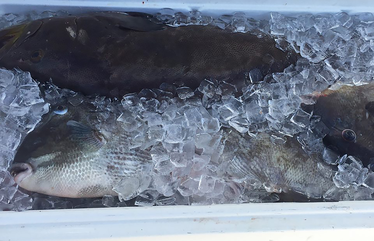 Gag grouper and triggerfish are buried in ice to ensure the best tasting fillets. (Photo courtesy of FloridaSportsman.com)