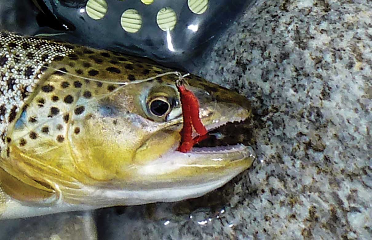 Several factors need to be evaluated before reaching a conclusion about what fly, lure or bait will give you the best chance at getting that fish to bite. (Photo courtesy of David Paul Williams)