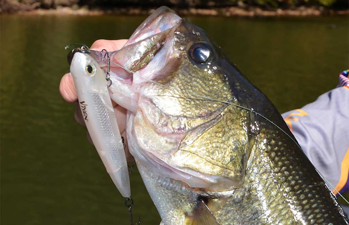 A walking topwater bait zigzags across the surface like a wounded shad, making an excellent temptation for largemouth bass and other fish. (John N. Felsher photo)