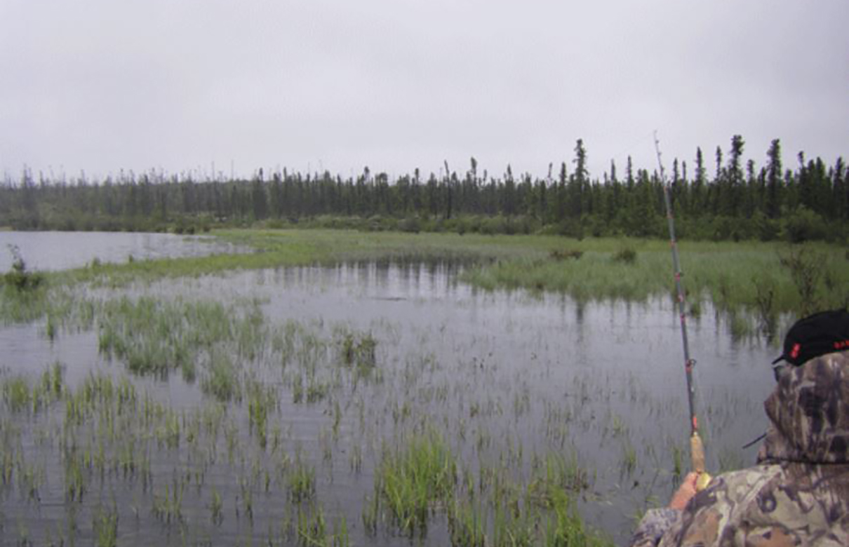 Flooded reeds and rushes are key spots during early season even though it often looks like there's no way a big pike could possibly maneuver in the flooded mats. (Photo courtesy of In-Fisherman.com)