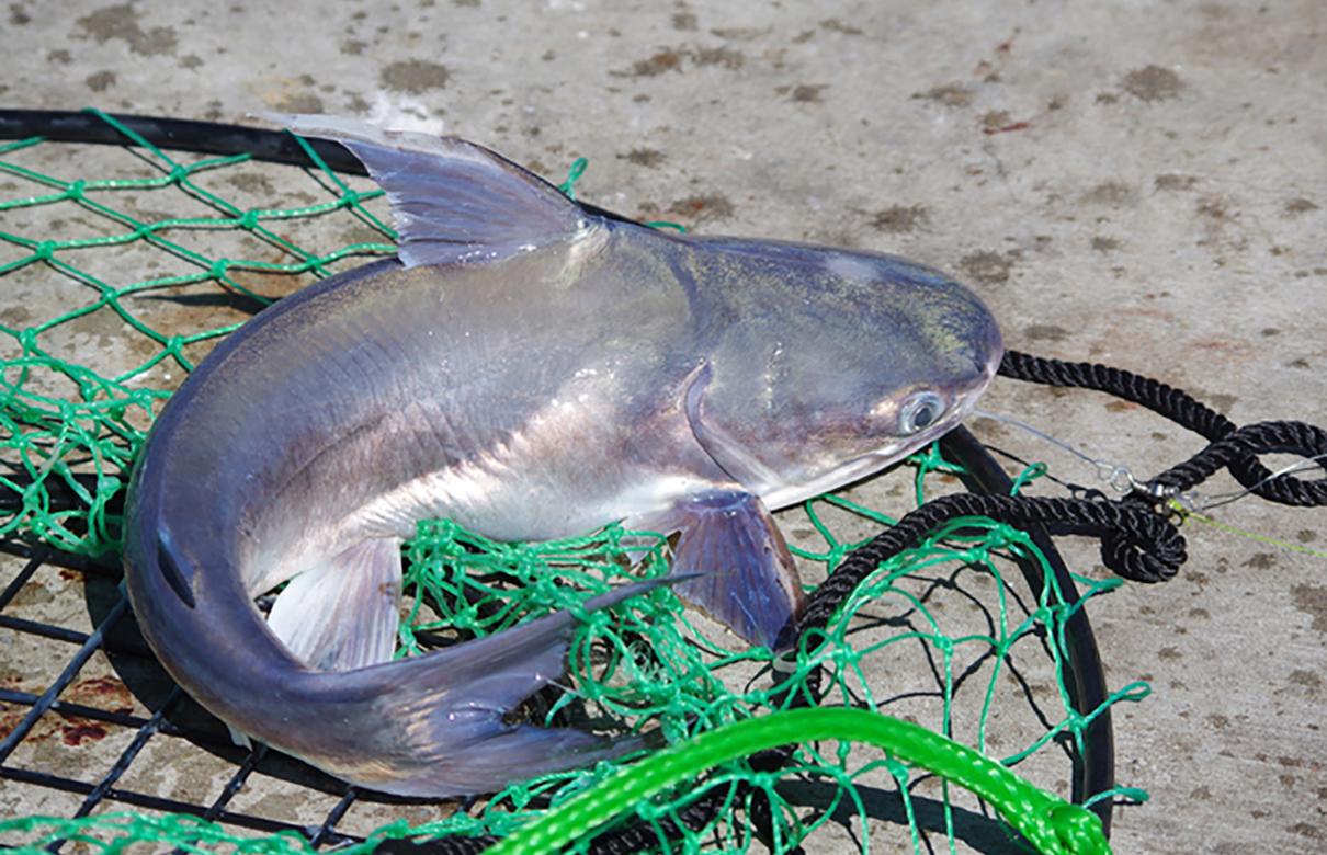 Few people realize it, but venomous fish like this gafftopsail catfish outnumber venomous snakes by a substantial margin. Anglers need to know which fish to watch out for. (Keith Sutton photo)