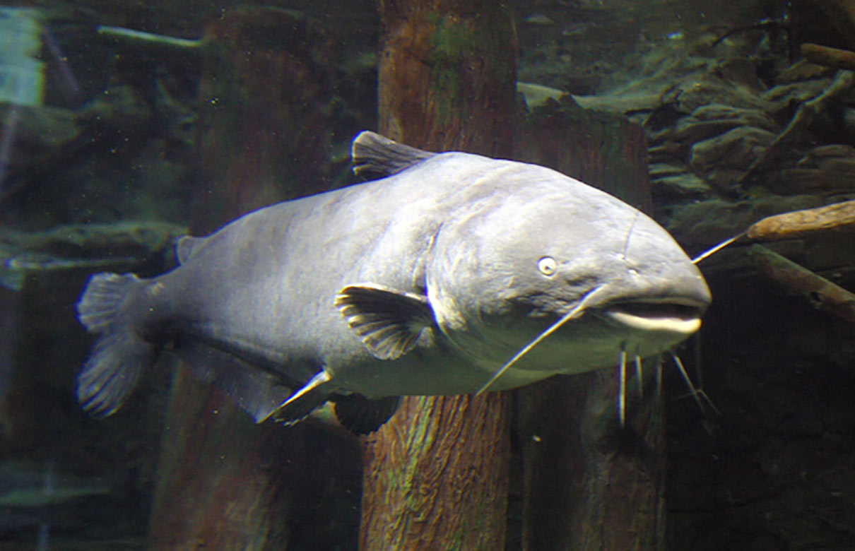 This 121 1/2-pound blue catfish, a former world record, was huge, but those hoping to set a new all-tackle benchmark would have to land a fish 22 pounds heavier. (Larry D. Hodge photo)