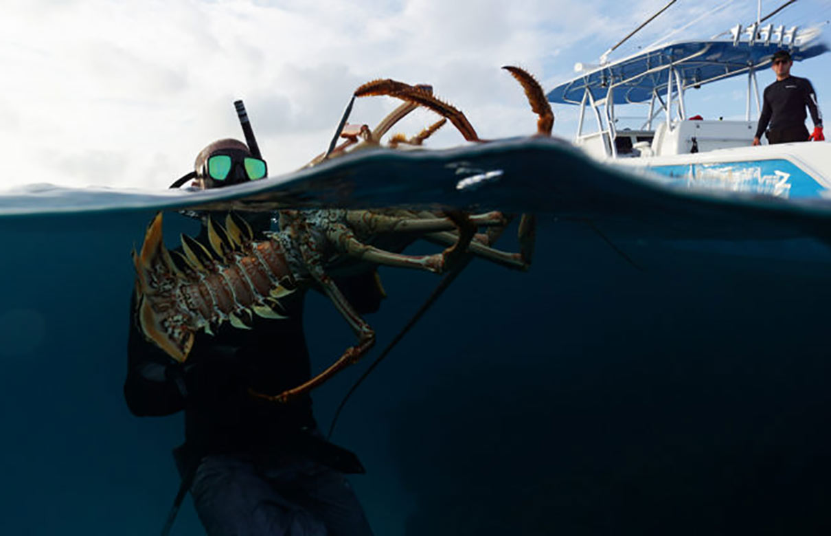 This big lobster, caught by a free diver, isn't likely to get away with a firm grip with two hands at the base of its antennae. However, the power of propulsion from their tails can surprise many divers. (Photo courtesy of FloridaSportsman.com)