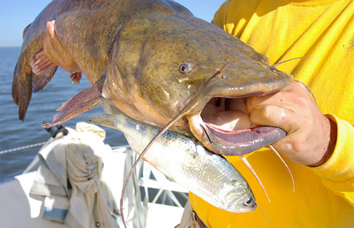 Big flatheads like this prefer live-fish dinners. A paternoster rig allows fishing with those baitfish in a manner that doesn't spook cagey cats. (Keith Sutton photo)