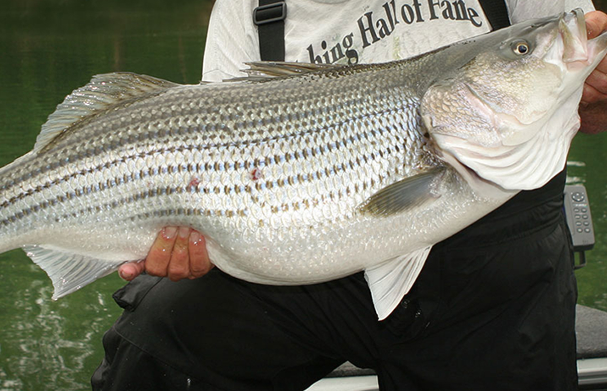 Rick Bach's listed recommendations of his must-have striped bass tackle. (Photo courtesy of Rick Bach)