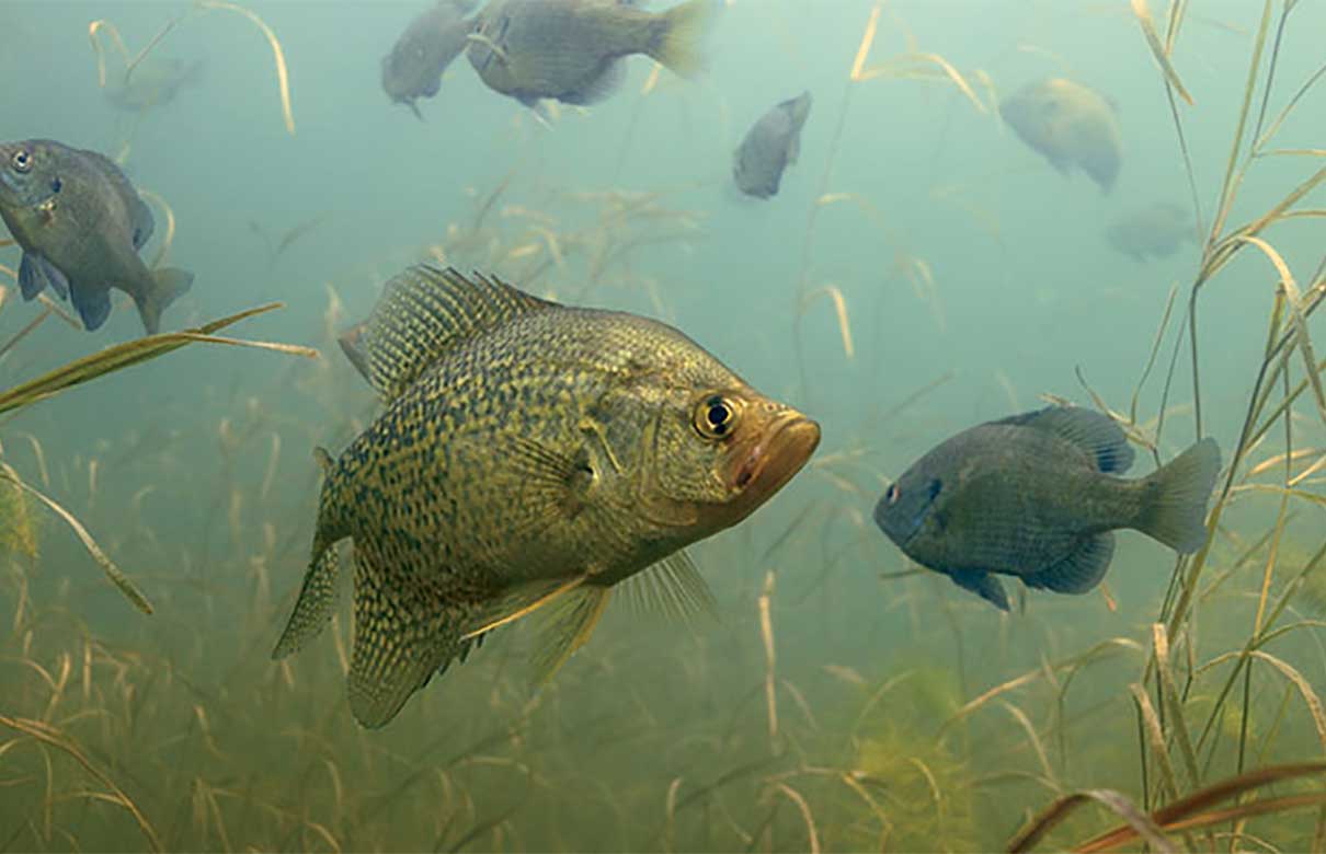 Some of the biggest bluegills and crappies come when the heat wave hits, producing some great multispecies panfish action. (Photo courtesy of In-Fisherman.com)