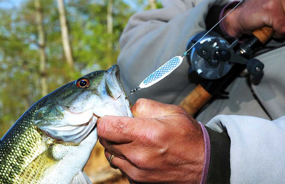 Spotted bass like this one often hit jigging spoons that resemble small shad or other baitfish. (John N. Felsher photo)