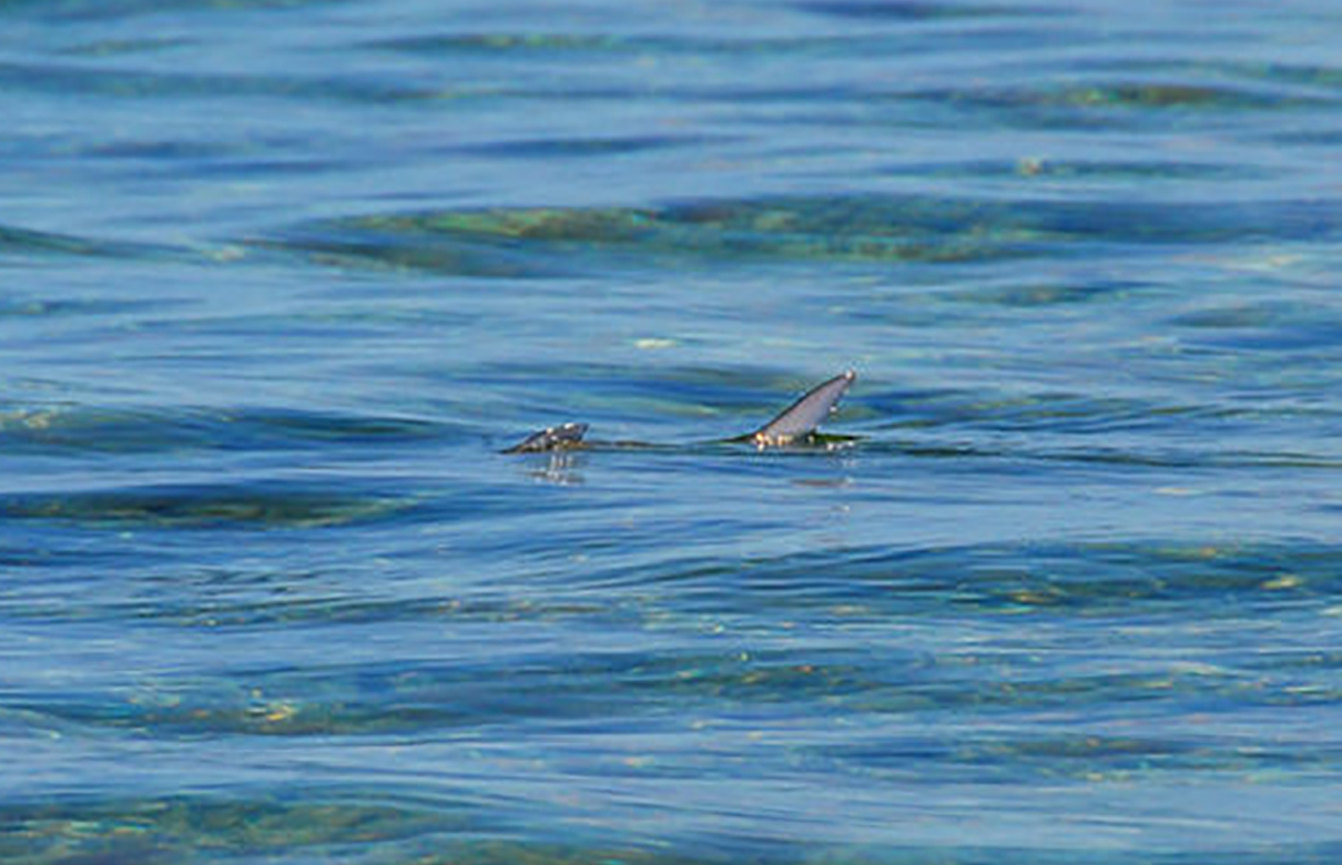 A single bonefish "floats," with its tail and dorsal exposed. (Photo courtesy of FloridaSportsman.com)