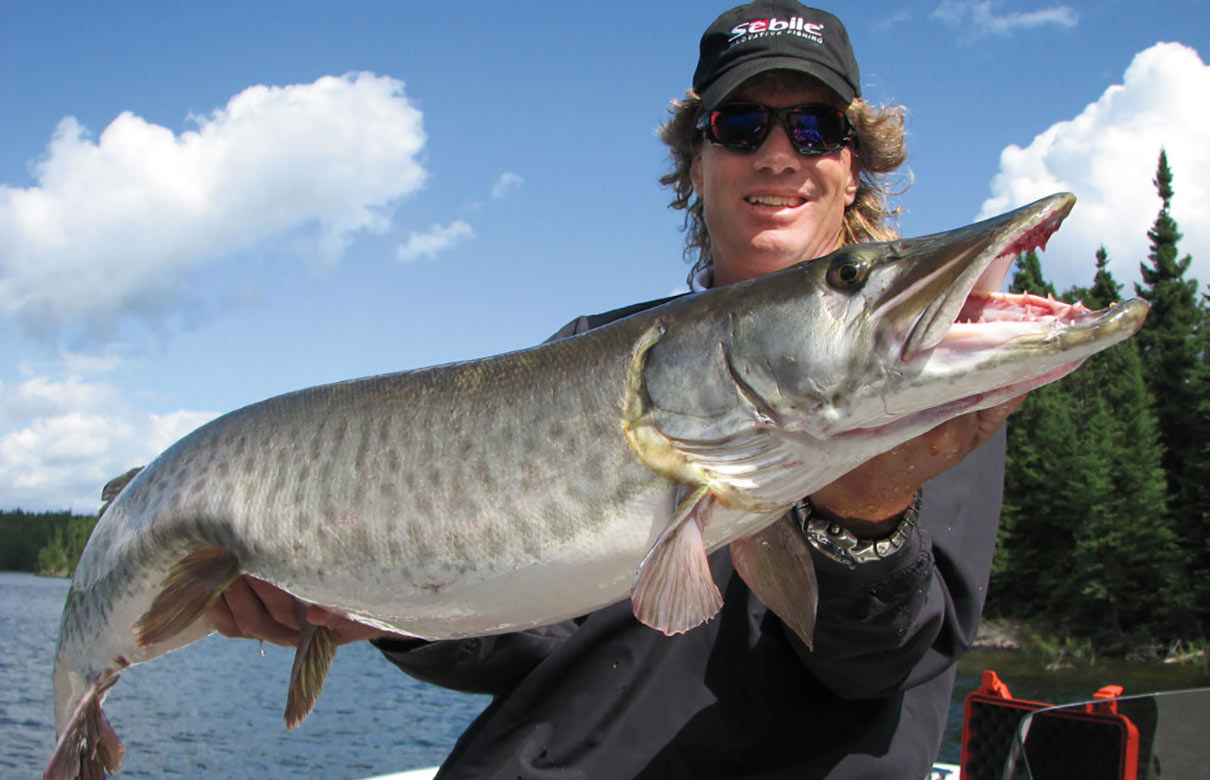 Muskies spawn when the water temperatures reach between 50 to 60 degrees. (Photo courtesy of In-Fisherman.com)