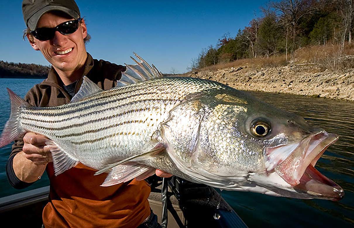 Striped bass were first introduced to the west in 1959 by the California Department of Fish and Game. (Photo courtesy of In-Fisherman.com)