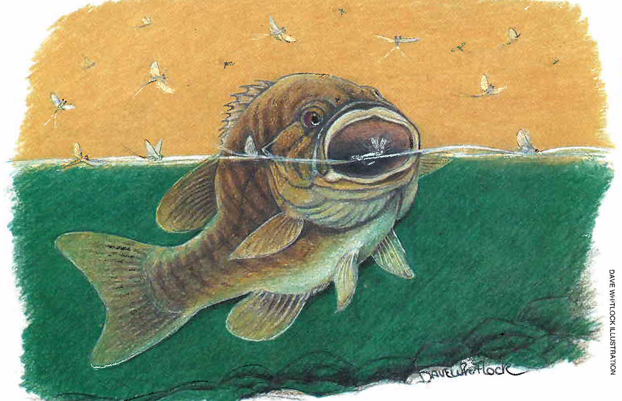 Smallmouth bass are strong and intelligent, making them a sought after game fish. (Dave Whitlock Illustration)