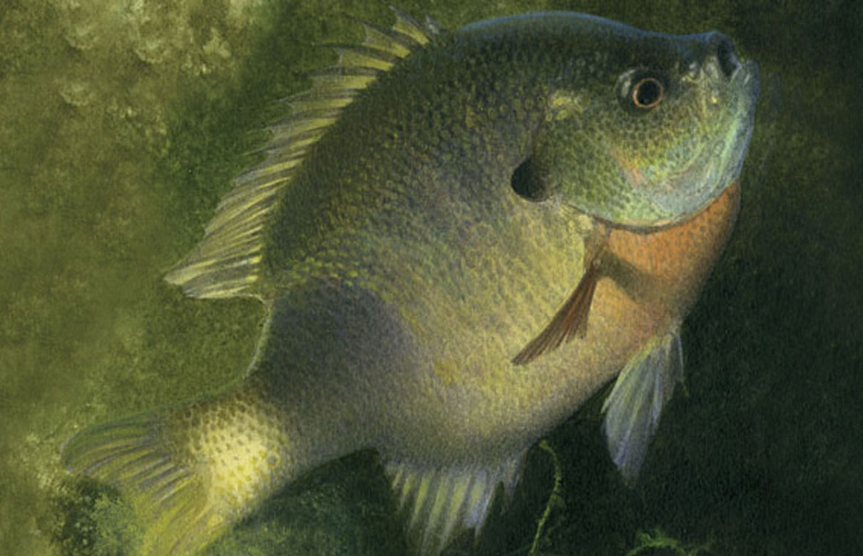 As water temperature approaches 70°F, male bluegills begin to clear nests in shallow protected areas with side-so-side tail sweeps. (Photo courtesy of In-Fisherman.com)