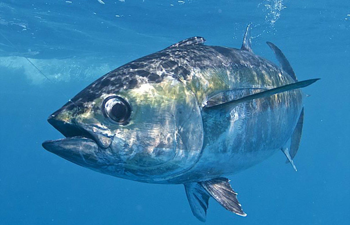 Dark fins indicate a blackfin tuna, not the similar and potentially much larger yellowfin. The species overlap in some waters off Florida. (Photo courtesy of Jeff Weakley)