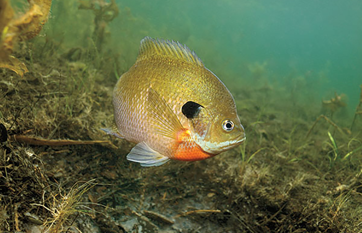 Bluegills are not picky when it comes to eating. (Eric Engbretson photo)