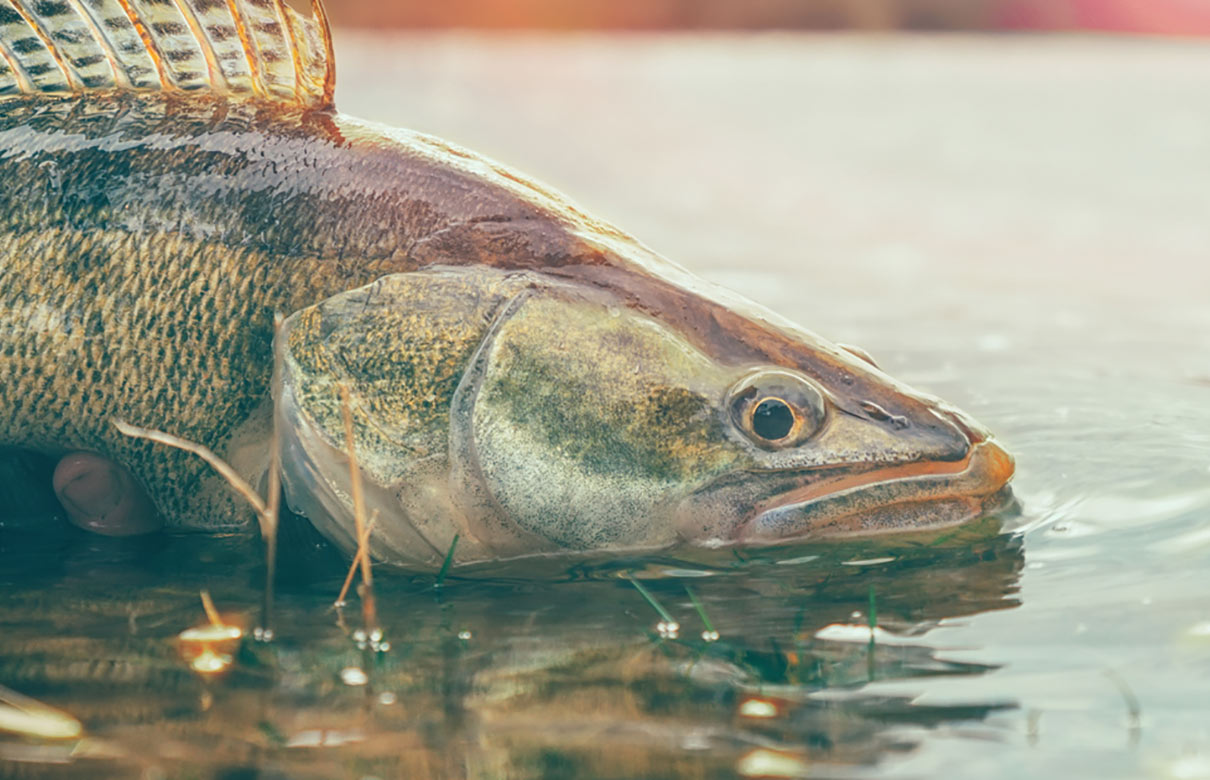 For giant walleyes – 18 pounds and up – the list of waters shrinks to a remarkable few. (Photo courtesy of InFisherman.com)